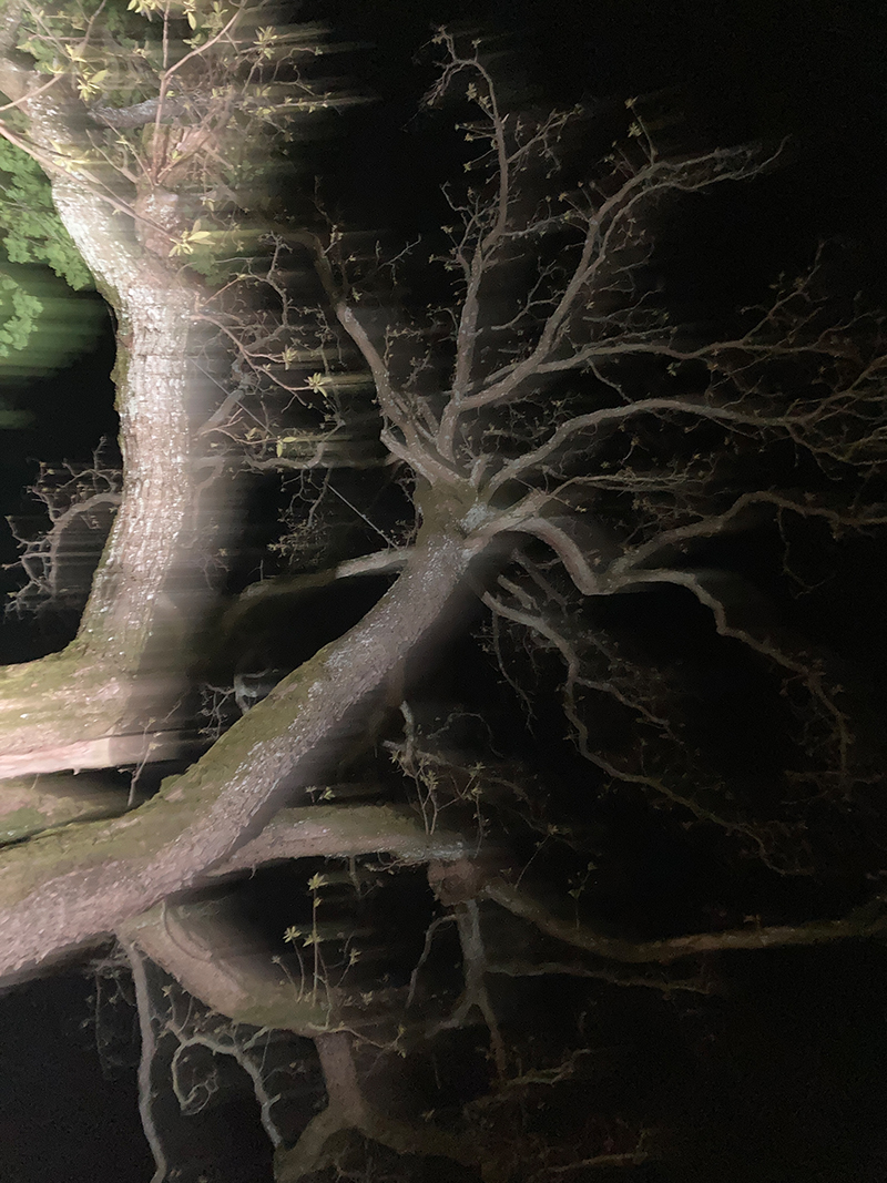 Baum_Bodensee