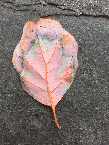Blatt_klein_1