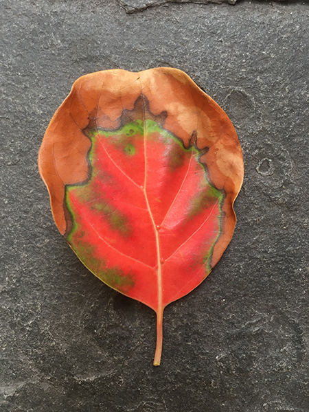 Blatt_klein_2